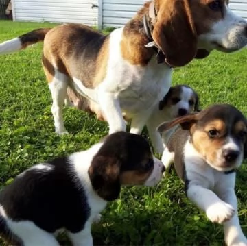 Cuccioli Beagle maschio e femmina | Foto 2