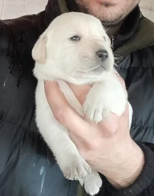 Labrador retriever cucciole bionde | Foto 5