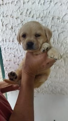 Labrador retriever cucciole bionde | Foto 4