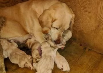 Labrador retriever cucciole bionde | Foto 3