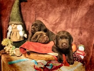Disponibili cuccioli Labrador retriever cioccolato