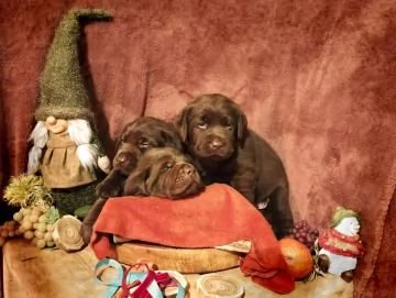 Disponibili cuccioli Labrador retriever cioccolato | Foto 0