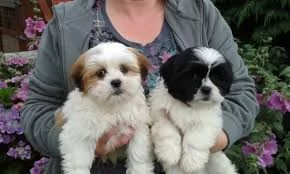 Bellissime cucciole di Lhasa Apso | Foto 2