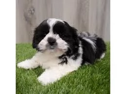 Bellissime cucciole di Lhasa Apso | Foto 1