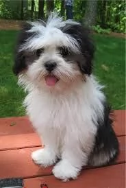 Bellissime cucciole di Lhasa Apso | Foto 1