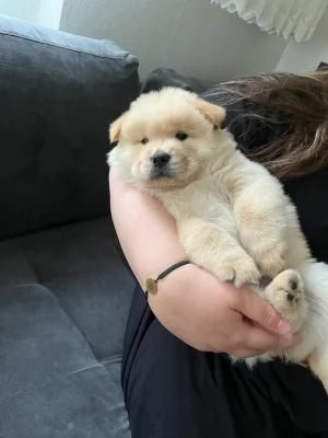 Disponibili 3 cuccioli di Chow Chow | Foto 1