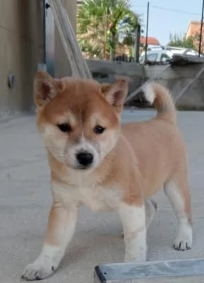 Shiba Inu cuccioli rossi | Foto 0