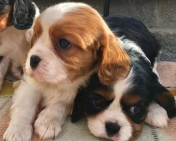 Cavalier king charles spaniel cuccioli bicolor