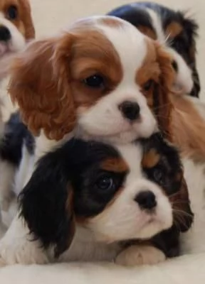 Cavalier king charles spaniel cuccioli bicolor | Foto 0