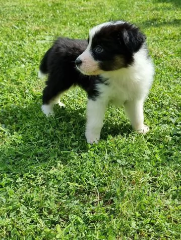 Cuccioli di pastore australiano con pedigree | Foto 4