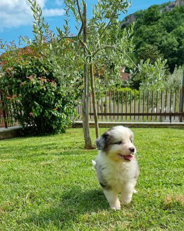 Cuccioli di pastore australiano con pedigree | Foto 2