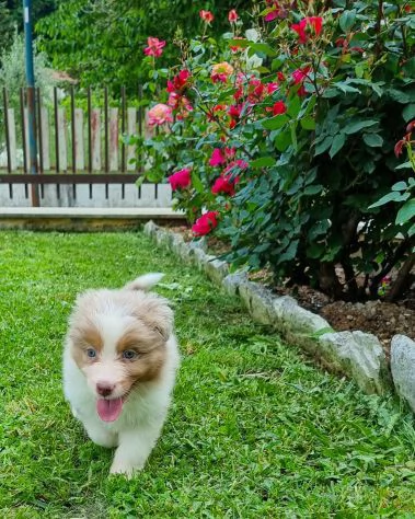 Cuccioli di pastore australiano con pedigree | Foto 1