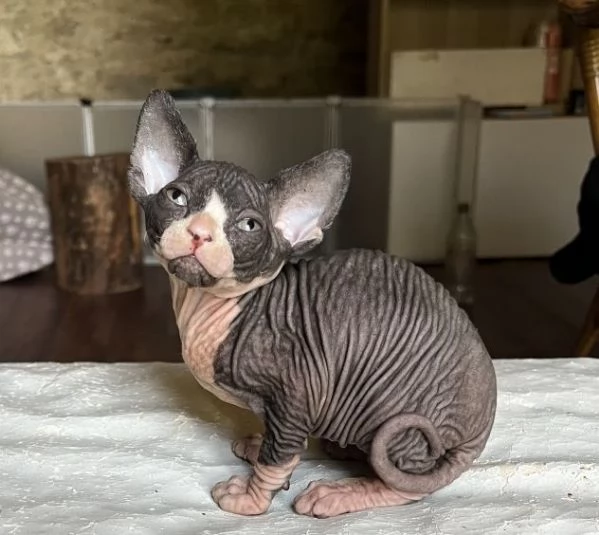 Sphynx cuccioli con pedigree | Foto 0