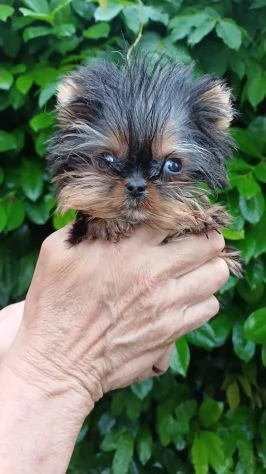 Cuccioli di yorkshire con pedigree Enci | Foto 1