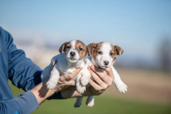 Animali cuccioli di Jack Russel Terrier