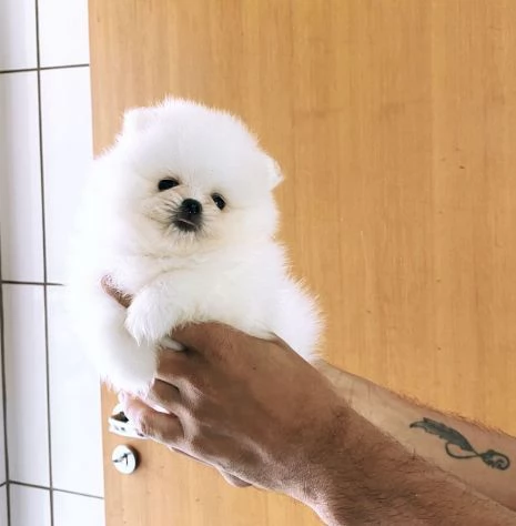 Cuccioli di Pomerania Volpino | Foto 4