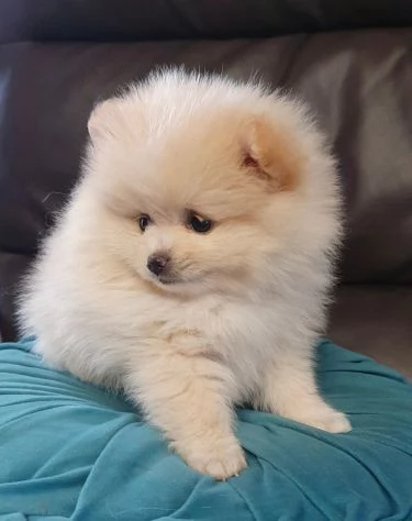 Cuccioli di Pomerania Volpino | Foto 3