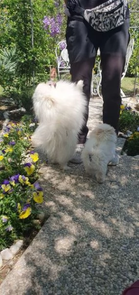 Cuccioli di Pomerania Volpino | Foto 2