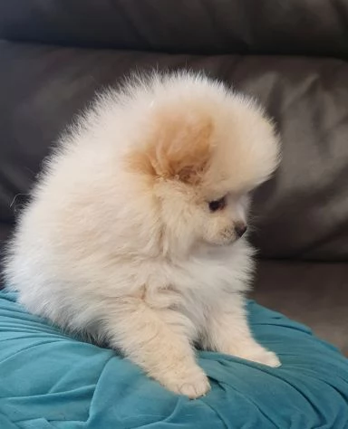 Cuccioli di Pomerania Volpino | Foto 0