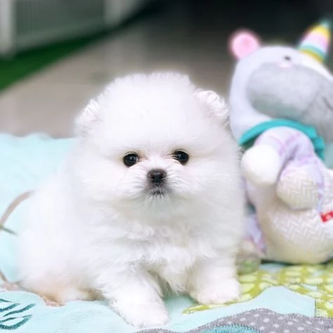 Cuccioli di Pomerania Volpino