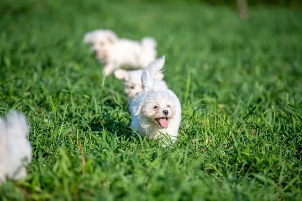 Cucciolo VACCINATO di maltese toy | Foto 2