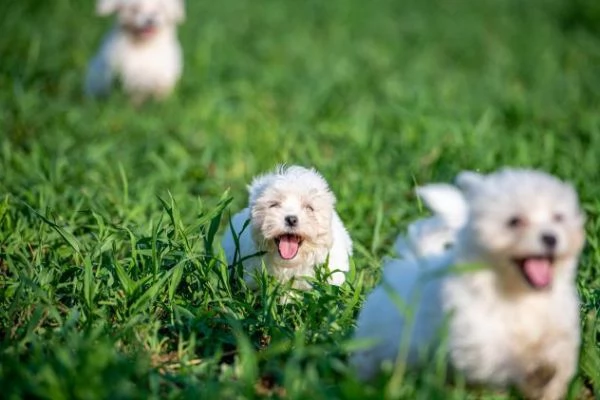 Cucciolo VACCINATO di maltese toy | Foto 0