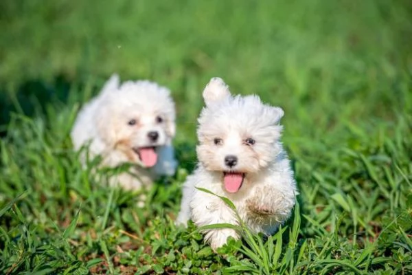 Cucciolo VACCINATO di maltese toy