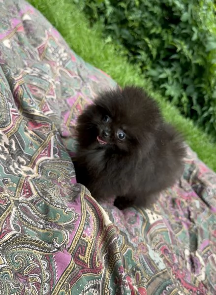 Cuccioli Pomerania (spitz nano) con pedigree ENCI