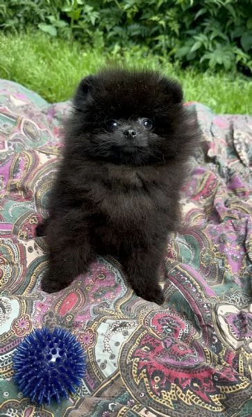 Cuccioli Pomerania (spitz nano) con pedigree ENCI | Foto 0