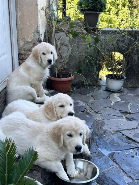 Vendo cuccioli di Golden Retriever | Foto 0