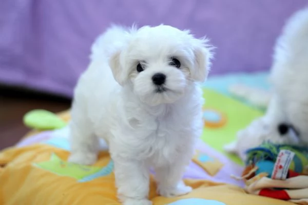 Cuccioli di razza Maltese Toy