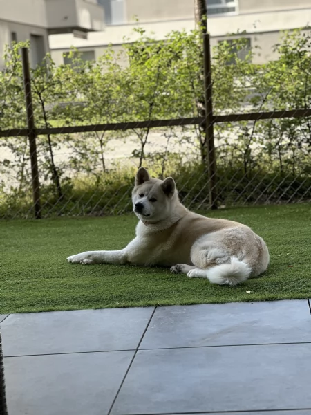 Akita inu Femmina di 2 anni | Foto 0