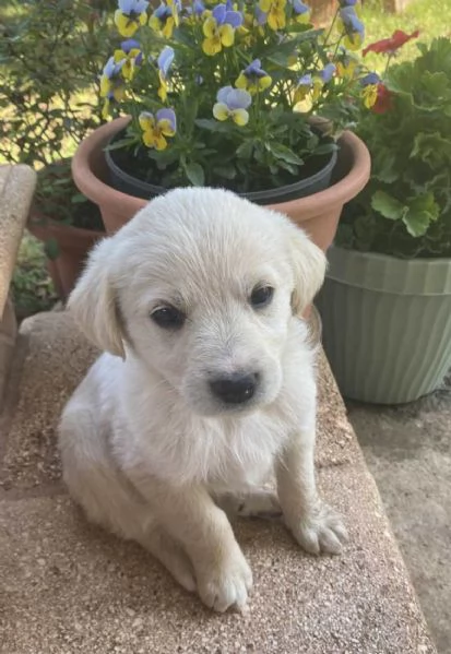 Cuccioli cercano casa  | Foto 0