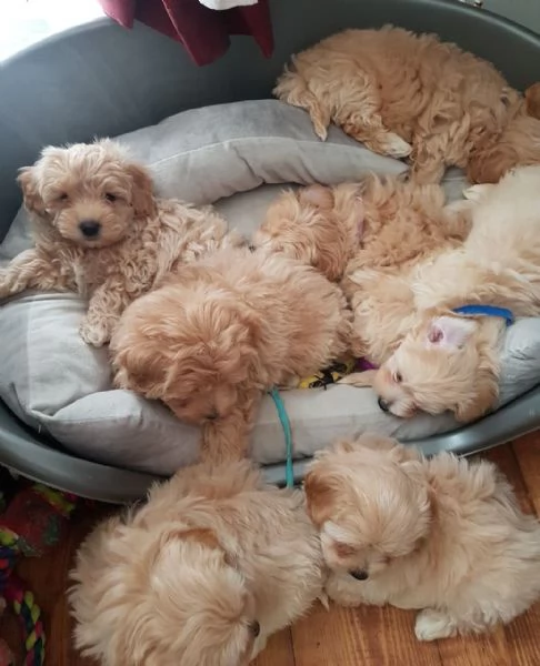 Cuccioli Maltipoo in vendita con documenti