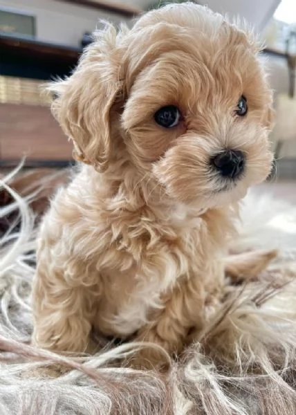 Cuccioli Maltipoo in vendita con documenti | Foto 0