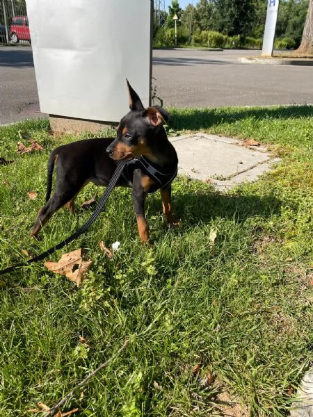 Meraviglioso Pinscher nano | Foto 4