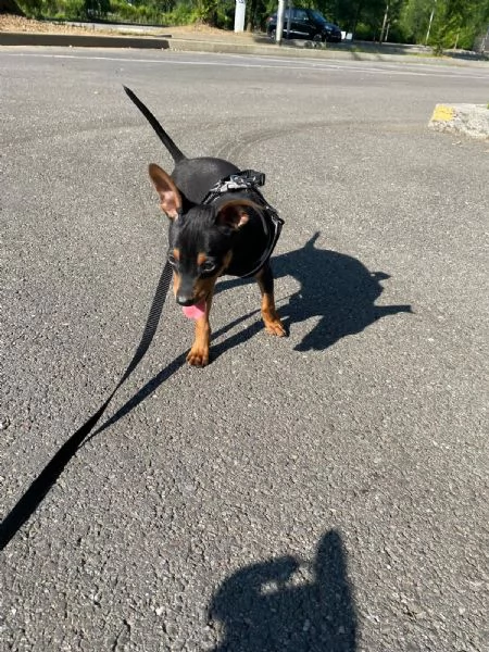 Meraviglioso Pinscher nano | Foto 1