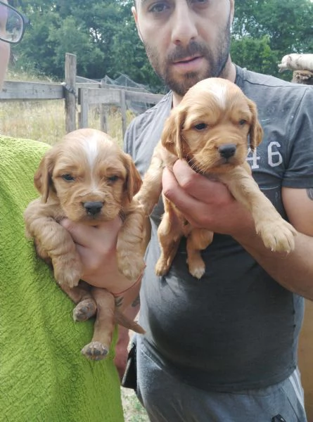 Cuccioli di Lagotto Romagnolo,Pincher e Cocker Breton 