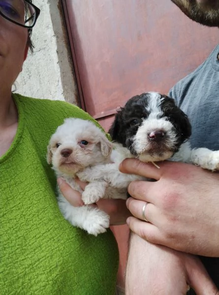 Cuccioli di Lagotto Romagnolo,Pincher e Cocker Breton  | Foto 1