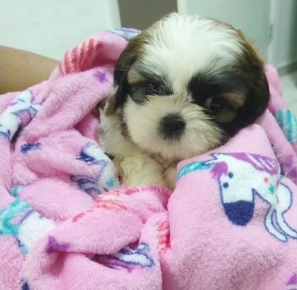 Regalo Bellissimi cuccioli allevati Shih-tzu, colore bianco e nero. Due e una feminuccia Maschietti.