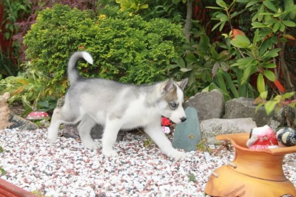 Regalo cuccioli Siberian Husky Maschio e Femmina Abbiamo disponibili cuccioli di Siberian Husky Masc