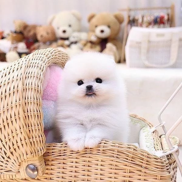 Regalo Cuccioli di volpino di pomerania Pomerania maschi e femmine, vaccinati sverminati e con micro