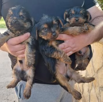 BELLISSIMI CUCCIOLI DI YORKSHIRE TERRIER DISPONIBILI | Foto 0