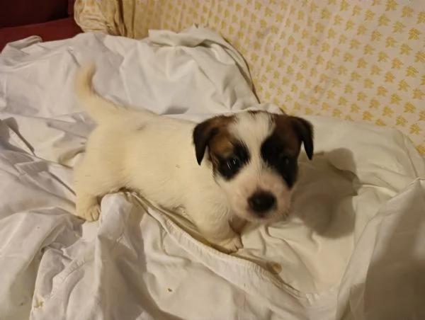 cuccioli Jack Russell Terrier  | Foto 3