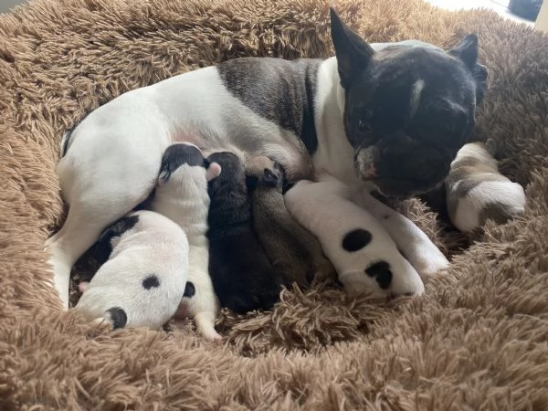 Stupendi cuccioli di Bulldog Francese  | Foto 4