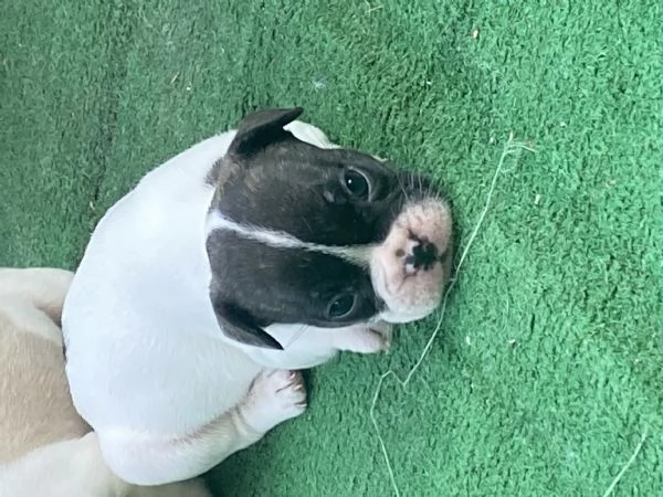 Stupendi cuccioli di Bulldog Francese  | Foto 3