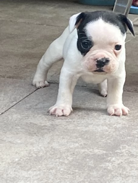 Stupendi cuccioli di Bulldog Francese  | Foto 2