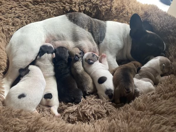 Stupendi cuccioli di Bulldog Francese  | Foto 1