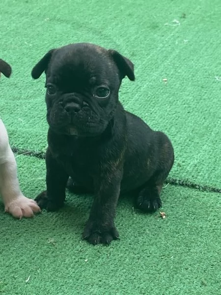 Stupendi cuccioli di Bulldog Francese  | Foto 0