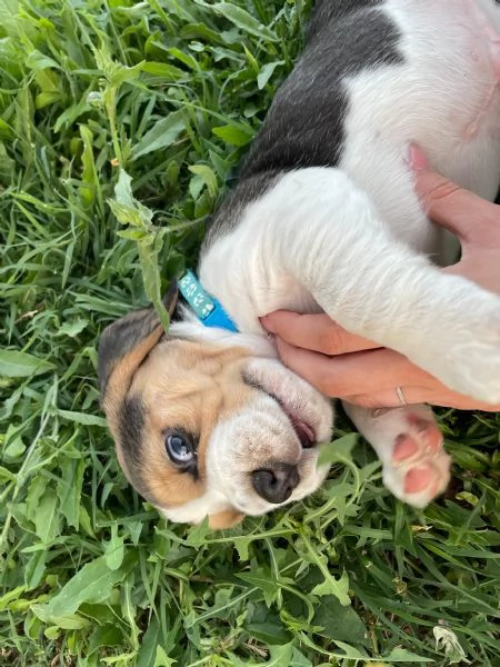 Cuccioli beagle  | Foto 3